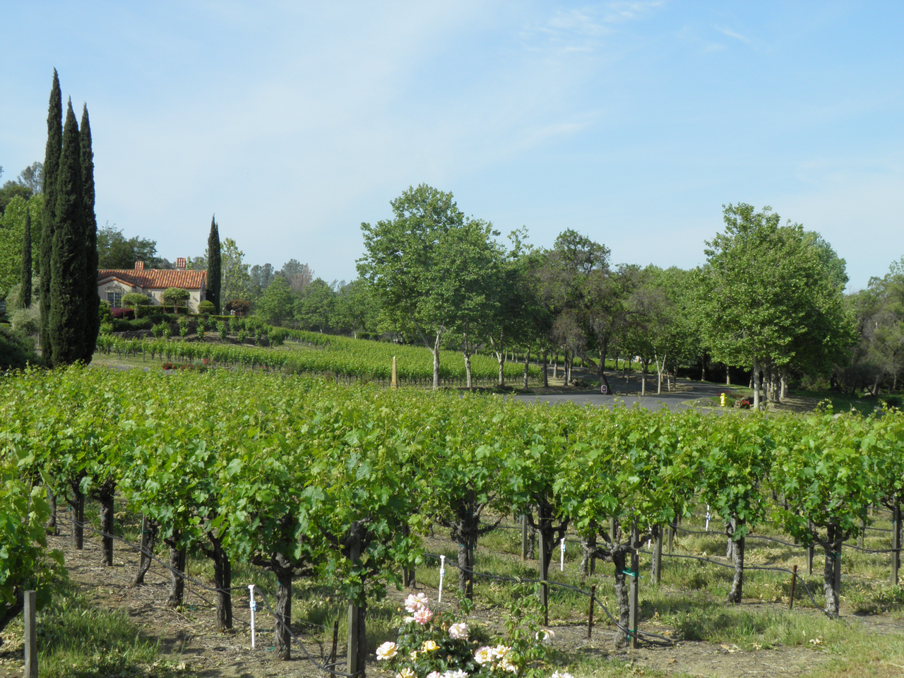 Vineyards